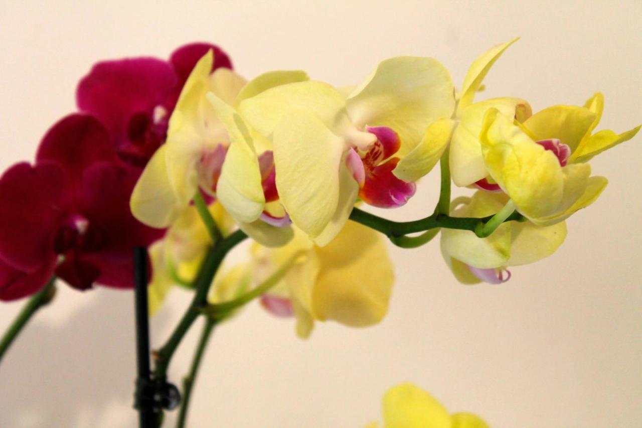 B&B Le Orchidee 알게로 외부 사진
